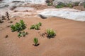 Green plant surviving in the desert sand