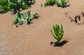 Green plant surviving in the desert sand