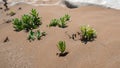Green plant surviving in the desert sand