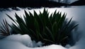 Green Plant Surviving in Snow Royalty Free Stock Photo