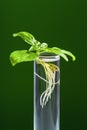 Green plant in test tube isolated on a green background. Basil plant in a glass tube Royalty Free Stock Photo