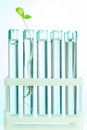 Green plant in test tubes which are with water Royalty Free Stock Photo