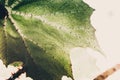 Green plant texture, Begonia leaf, macro shot. Nature background, spring flora concept Royalty Free Stock Photo