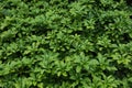 Green plant texture - Pachysandra terminalis Royalty Free Stock Photo