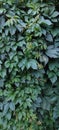 Green plant green  textured background with wild grape wine climbing up wall. Royalty Free Stock Photo