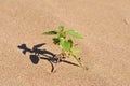 Green plant thrive in desert sands Royalty Free Stock Photo