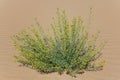 Green Plant With Tiny Yellow Blossoms In Desert Sand.