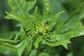 Green plant top view close up.