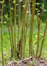 Green plant trunks, close-up view