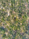 Green plant under clear sea Water