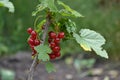 Red currant, ordinary, garden. Small deciduous shrub family Grossulariaceae