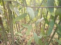 Green plant on unfertile land