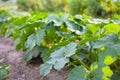 Green plant with unripe squash and yellow blossoms in garden Royalty Free Stock Photo