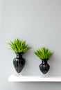 Green plant in vase decorated for room