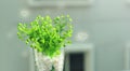 Green plant in a vase with graphic hearts
