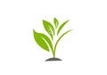 Green Plant vector illustration template