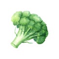 Green plant vegetable broccoli, cabbage family. Watercolor illustration isolated on white background. For clip art menu Royalty Free Stock Photo