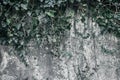 Green plant vines on old concrete wall. Foliage on rough cement. Natural grunge texture background Royalty Free Stock Photo