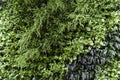 Green plant wall background. Texture leaf bush in nature garden. Royalty Free Stock Photo