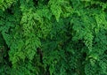 Green plant wall of Black Maidenhair fern
