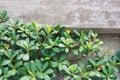 Green plant on wall