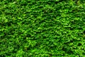 Green plant wall Royalty Free Stock Photo