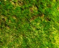 Green plant wall Royalty Free Stock Photo