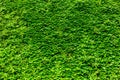 Green plant wall Royalty Free Stock Photo