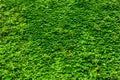 Green plant wall Royalty Free Stock Photo