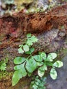 Green Plant in the wall