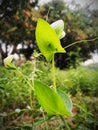 Green plant with water babble