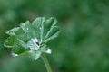 Green plant with wather drop Royalty Free Stock Photo