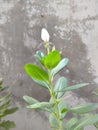 Green plant with whit flower. Greenplant whiteflower ,. Green leaves plant, green leaf