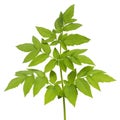 Green plant on a white background, branch with leaves