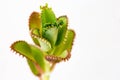 Green plant on white background