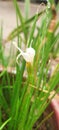 Green plant and white flower having water drops looking beautifu