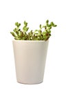 Green plant in white flowerpot