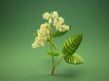 Green plant with white flowers and leaves. It is placed on top of table, which has been painted green to match color of