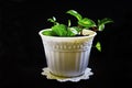 Green plant in a white pot on a black background