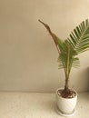 Green palm tree in a pot on the background of a concrete wall Royalty Free Stock Photo