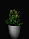 Green plant on the white pot