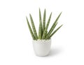 Green Plant in a White Pot - Sansevieria Plant in Ceramic container