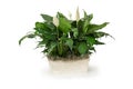 Green Plant in a White Wood Box with white flowers - Peace Lily Spathiphyllum White Space Royalty Free Stock Photo