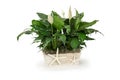 Green Plant in a White Wood Box with white flowers - Peace Lily Spathiphyllum White Space Royalty Free Stock Photo