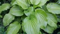 A green plant with wide leaves - Cornaceae. Family - cornel.