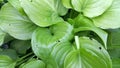 A green plant with wide leaves - Cornaceae. Family - cornel.