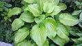 A green plant with wide leaves - Cornaceae. Family - cornel.