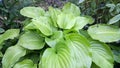 A green plant with wide leaves - Cornaceae. Family - cornel.