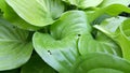 A green plant with wide leaves - Cornaceae. Family - cornel.