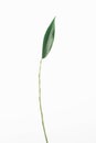 Green plant willow leaf stem branch isolated on white background